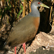 Gray-necked Wood-Rail